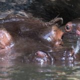 L'hippopotame est l'espèce "la plus mentionnée" dans les incidents avec les humains causant morts et blessés, selon une étude ivoirienne (archive/image prétexte). KEYSTONE/GEORGIOS KEFALAS